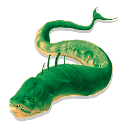 Brain Eel