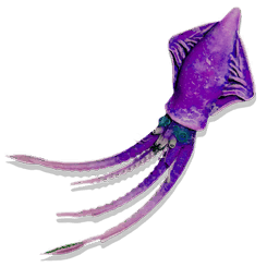 Colossal Squid