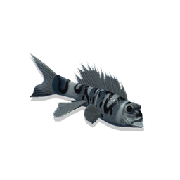 Deepwater Minnow