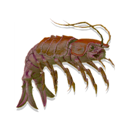 Jelly Prawn
