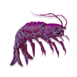 Metallic Shrimp
